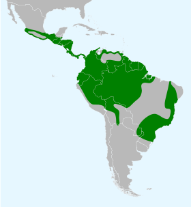 Distribución geográfica de la familia Grallariidae.