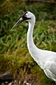 Grus americana -Calgary Zoo, Alberta, Canada -head-8a (1)