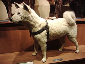 Archivo:Hachiko in National Museum of Nature and Science