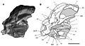 Heterodontosaurus SAM-PK-K10487