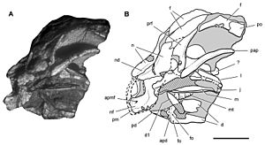 Archivo:Heterodontosaurus SAM-PK-K10487