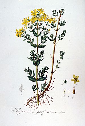 Archivo:Hypericum perforatum — Flora Batava — Volume v7