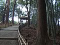 Kairaku-en bamboo grove and cedar woods