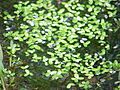 Lemna minor3