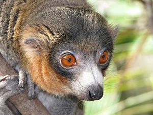 Archivo:Lemur IP
