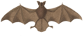 Macrophyllum macrophyllum