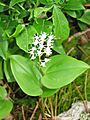 Maianthemum canadense 1-eheep (5097328649)