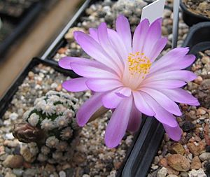 Archivo:Mammillaria theresae