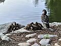 Mandarin duck chicks by the Red Lake of Peking University 18