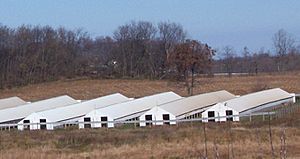 Archivo:MinkFarmWisconsin2007