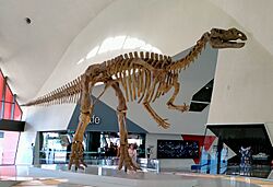 Muttaburrasaurus mount.jpg