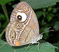 Mycalesis patnia