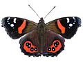 NZ Red Admiral (Vanessa gonerilla)-2 edit