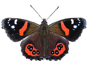 Archivo:NZ Red Admiral (Vanessa gonerilla)-2 edit