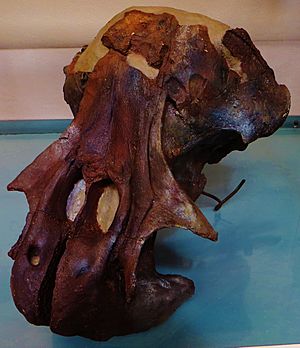 Archivo:Odobenocetops peruvianus female