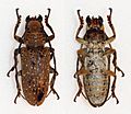 Oncideres gutturator - Flickr - Bennyboymothman (1)