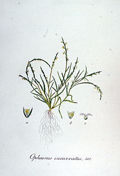 Archivo:Ophiurus incurvatus — Flora Batava — Volume v7