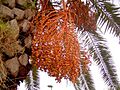 Phoenix canariensis (Barlovento) 01