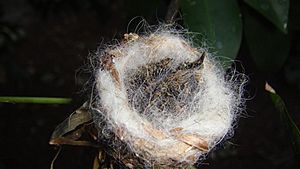 Archivo:Pichón de zunzuncito en su nido