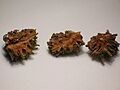 Pineappple galls cut open