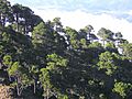 Pinus hartwegii Tajumulco 3
