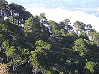 Archivo:Pinus hartwegii Tajumulco 3