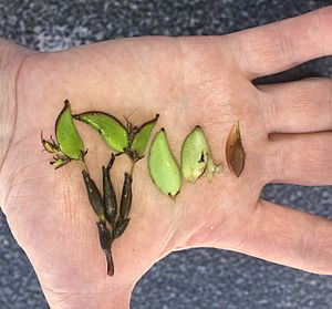 Archivo:Posidonia australis fruits and seed