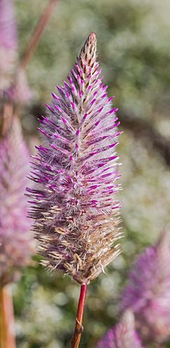 Ptilotus exaltatus, jardín botánico de Tallinn, Estonia, 2012-08-13, DD 01.JPG