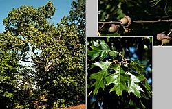Quercus velutina.jpg