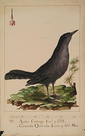 Archivo:Quiscalus palustris
