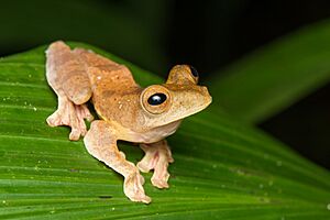 Archivo:Rhacophorus pardalis 30017865