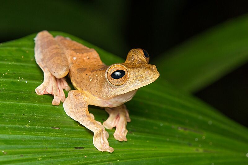 Rhacophorus pardalis 30017865