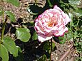 Rosa 'Condesa de Mayalde' P. Dot 1956 RPO1