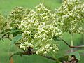 Sambucus racemosa2
