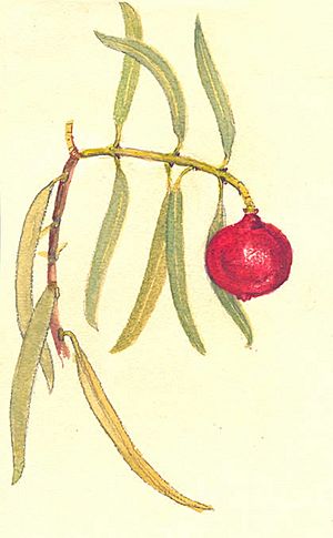 Archivo:Santalum acuminatum(detail)