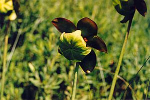 Archivo:Sarracenia purpurea purpurea, Pancake Bay PP