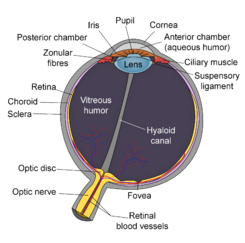 Schematic diagram of the human eye en-edit.png