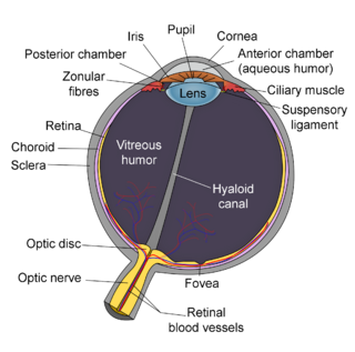 Schematic diagram of the human eye en-edit.png