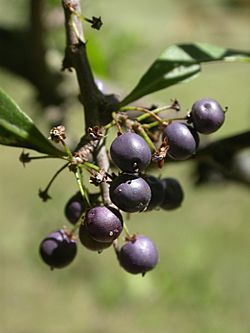 Schinus longifolius (fruits).jpg