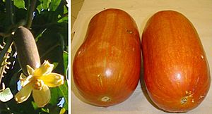 Sicana odorifera compose.jpg