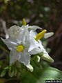 Solanum torvum 5161065