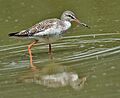 Spotted Redshank (Tringa erythropus) at Bharatpur I IMG 5549