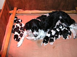 Archivo:Stabyhoun with 11 puppies