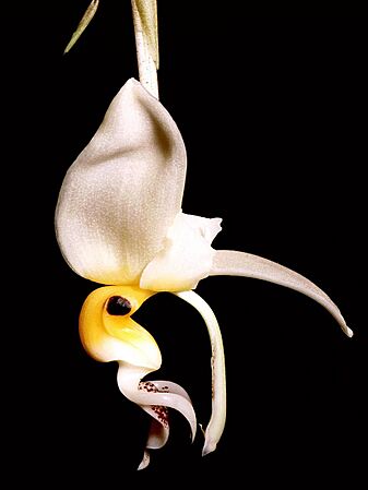 Stanhopea embreei Orchi 001