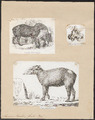 Tapirus roulinii - 1700-1880 - Print - Iconographia Zoologica - Special Collections University of Amsterdam - UBA01 IZ22000279
