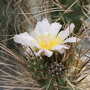 Archivo:Tephrocactus in Botanical Garden, Dresden.7683