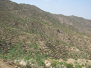 Archivo:Terrassierte Berge Eritrea