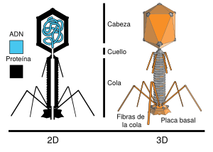 Archivo:Tevenphage-es