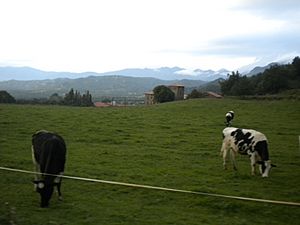 Archivo:Vaques pasturant a Cantonigròs