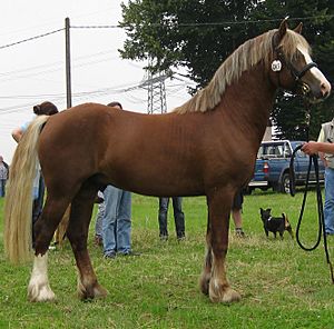 Archivo:WelshPonySectionD